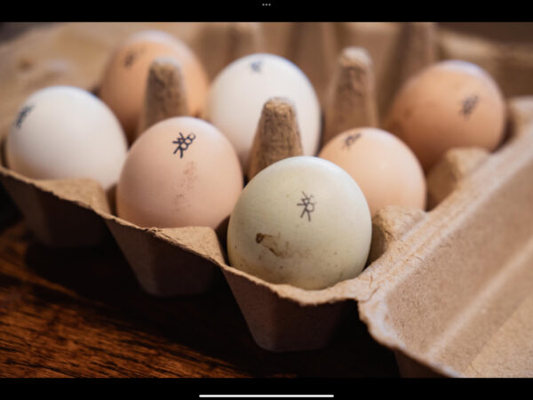 White Bison Ranch One Dozen Eggs - Pick Up Only